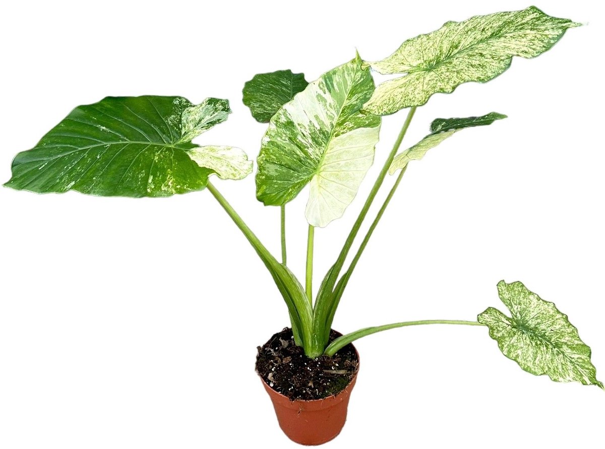 Alocasia Gageana Variegata Kamerplant Potmaat Ø17 cm |Vers Van De Kweker