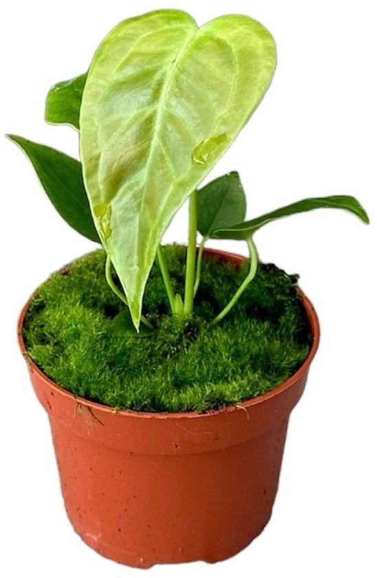Anthurium Veitchii Kamerplant Potmaat Ø10,5 cm |Vers Van De Kweker