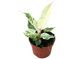 Anthurium Bonplandii Variegata Kamerplant Potmaat Ø10,5 cm |Vers Van De Kweker