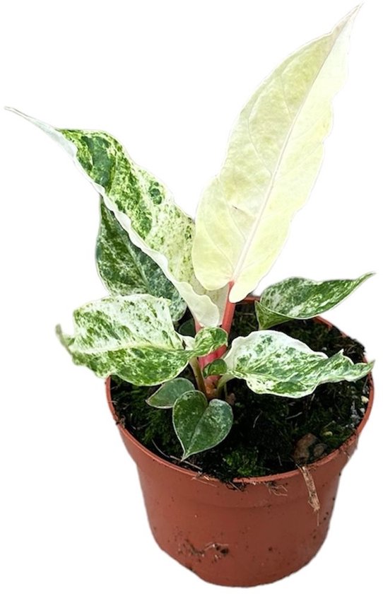 Anthurium Bonplandii Variegata Kamerplant Potmaat Ø10,5 cm |Vers Van De Kweker