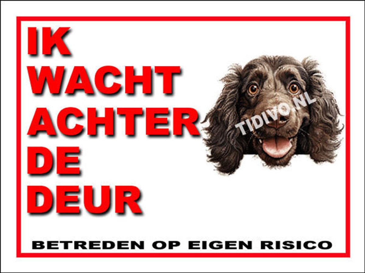 Boykin Spaniel 10