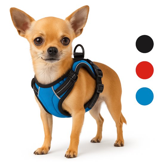 Een kleine bruine chihuahua met een blauw hondentuig met zwarte en reflecterende accenten.