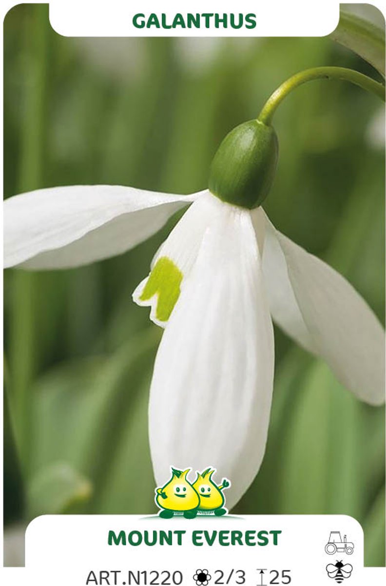 25 bollen sneeuwklokje Mount Everest - galanthus - maat 7/+ - grootste sneeuwklokje ter wereld - bloembollen