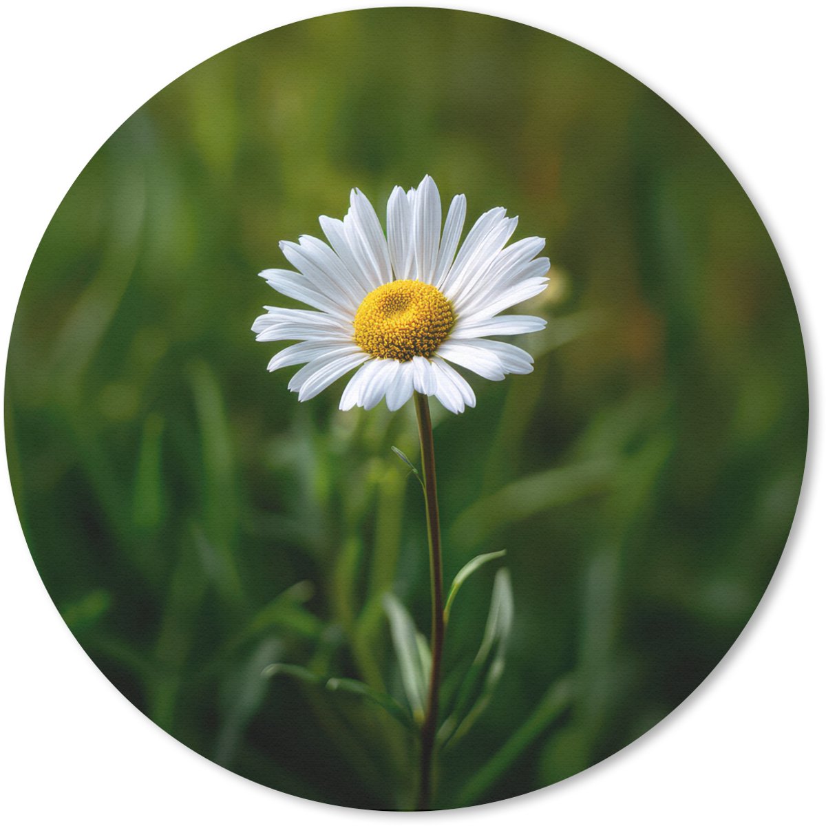 Muismat rond 50x50 cm - Mousepad Wit - Madeliefje - Bloem - Gras - Ronde muismatten