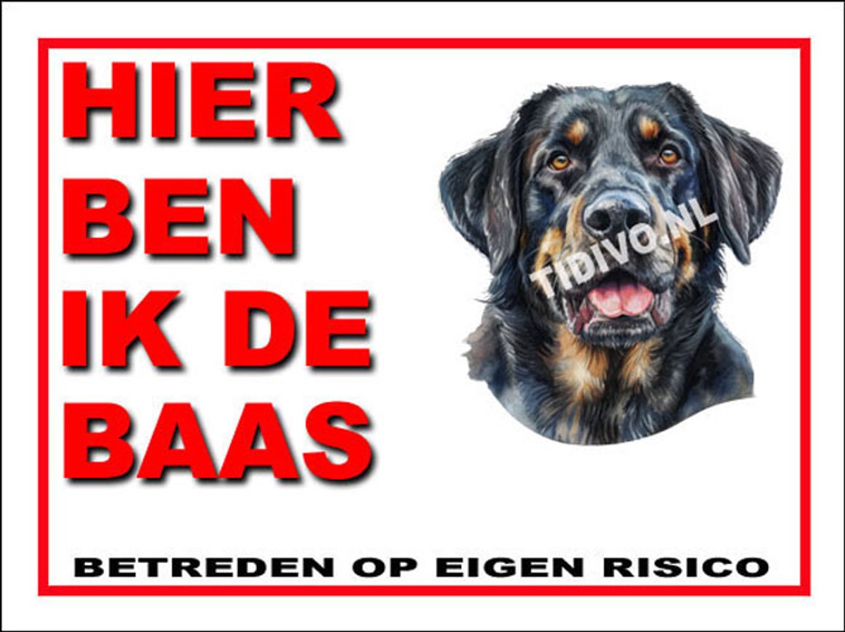 Münsterländer 2