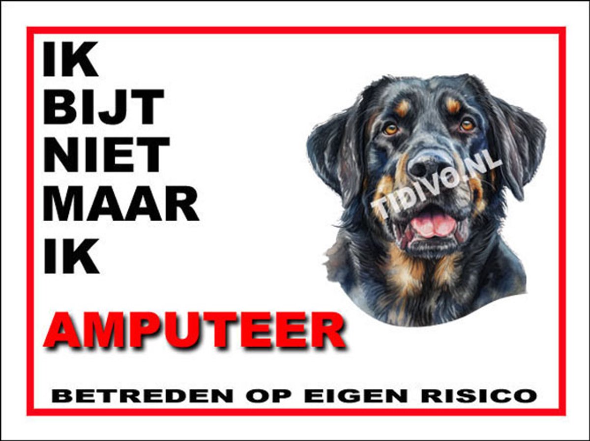 Münsterländer 5