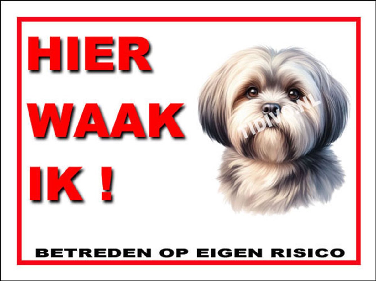 Lhasa Apso 3