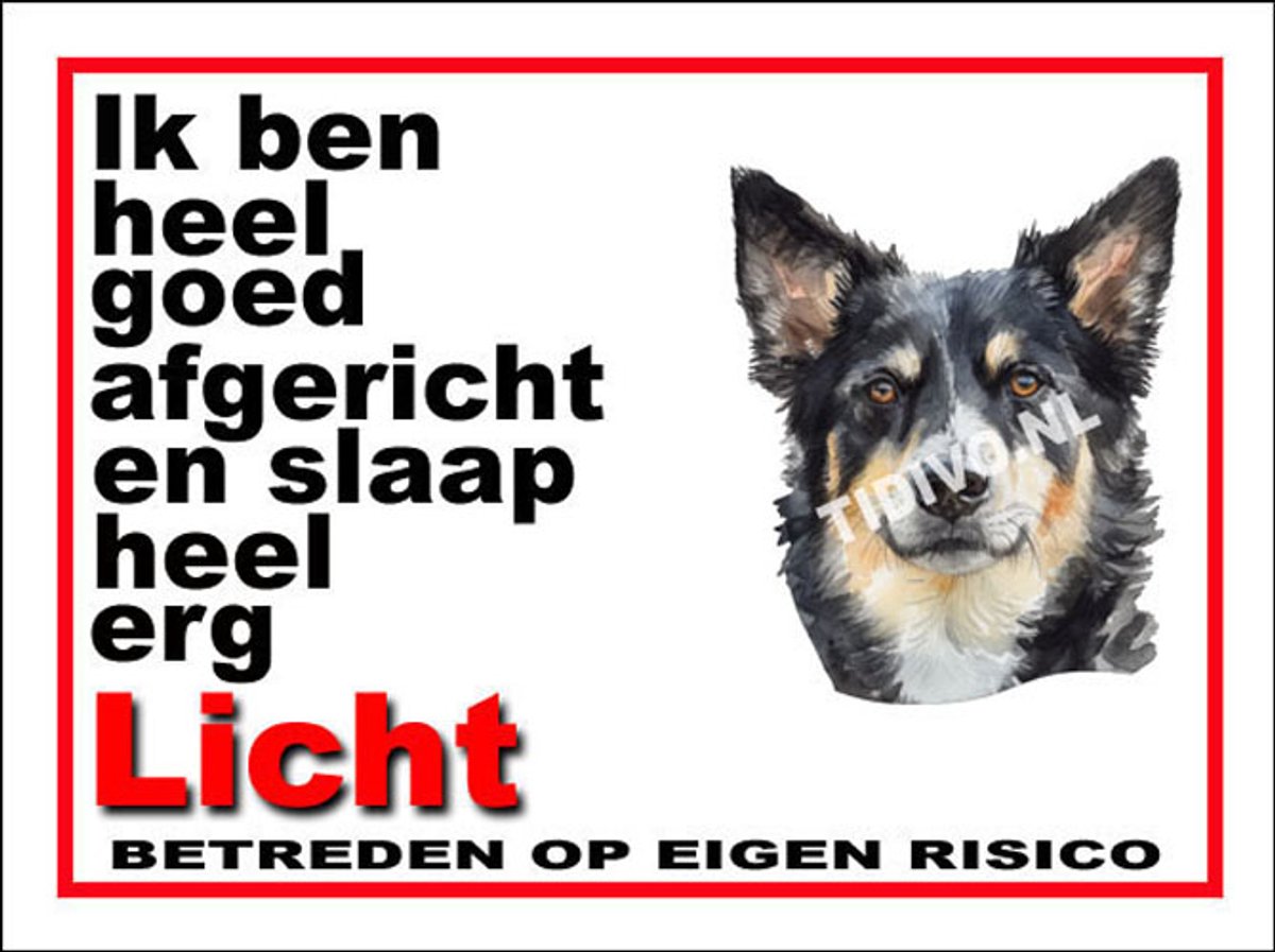 Lapponian Herder 4