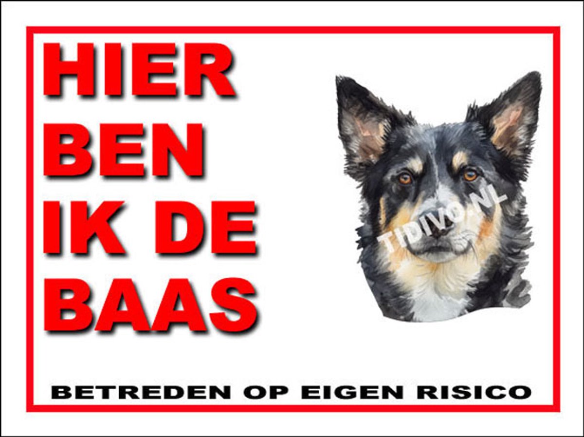 Lapponian Herder 2