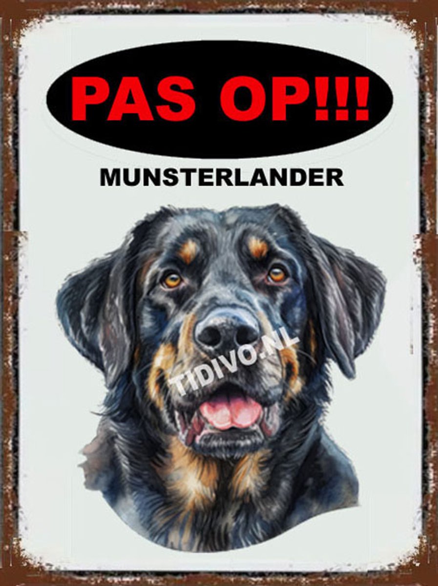 Münsterländer 17