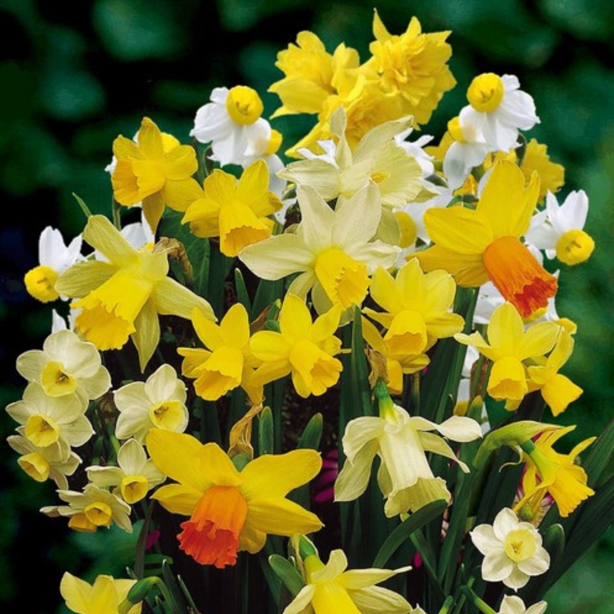 Narcis (Narcissus) - sen Botanisch Mix (Grootverpakking) - sus - Snijbloemen - Voorjaarsbollen - bloeit in Maart / April / Mei