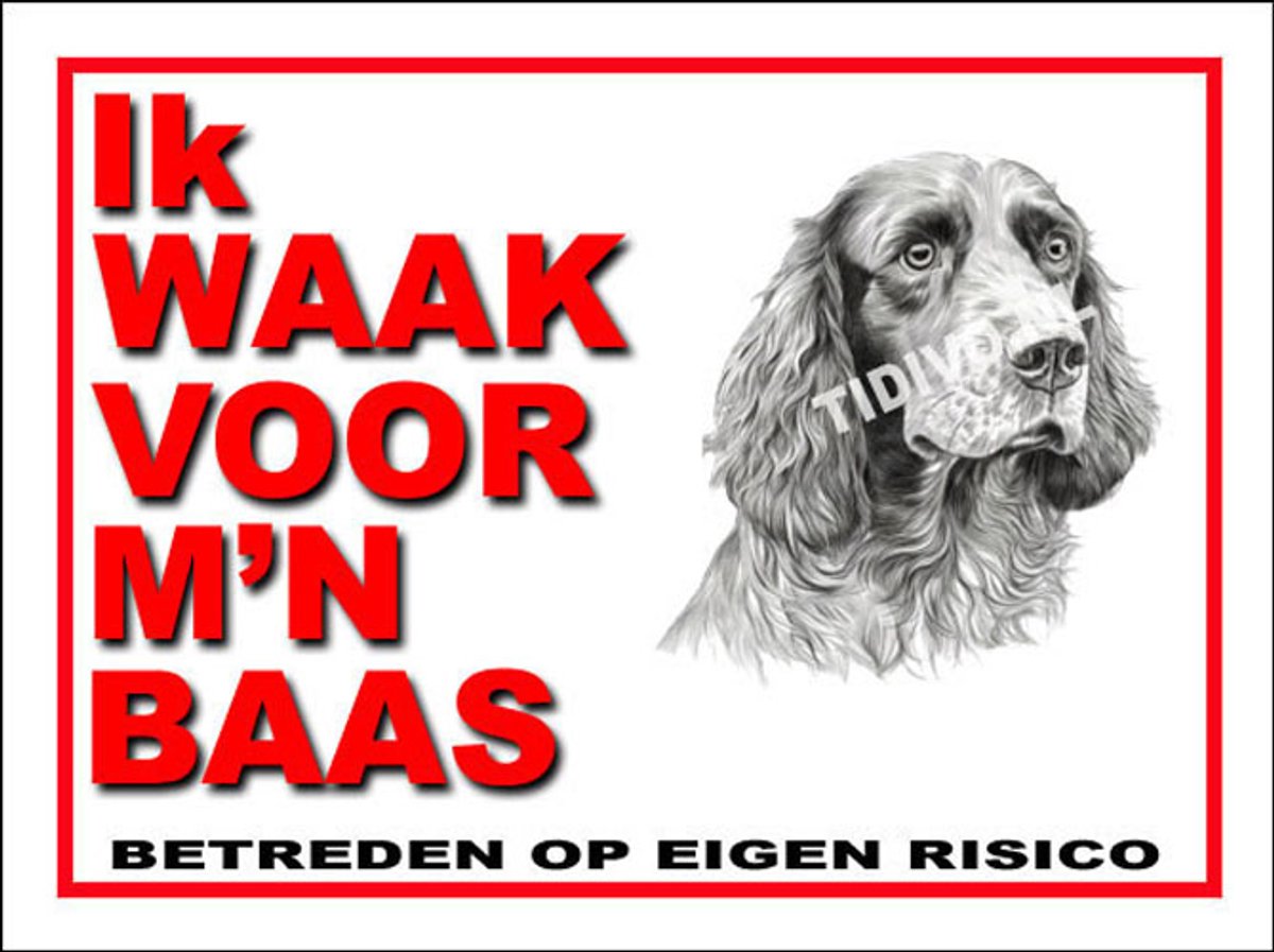Clumber Spaniel 9