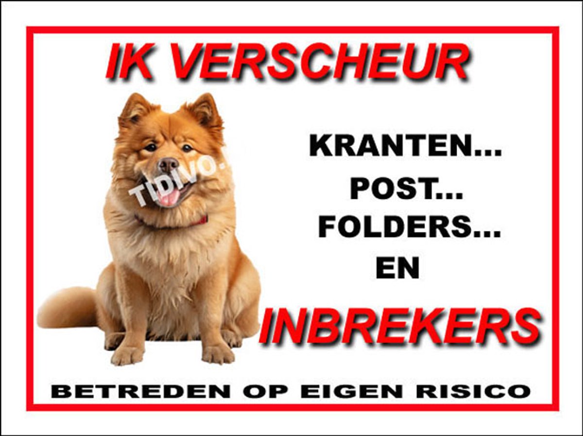 Chow Chow 8