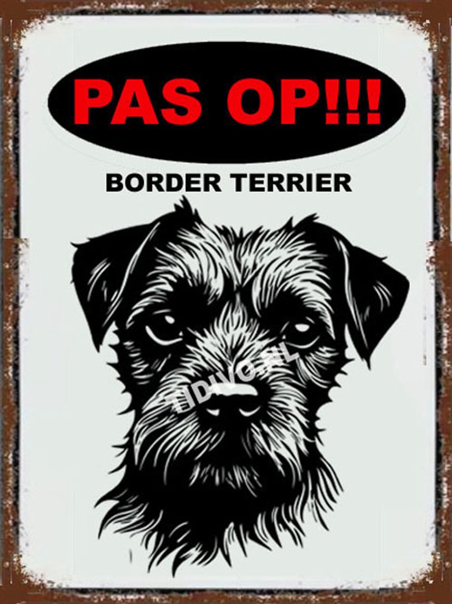 Border Terrier 17
