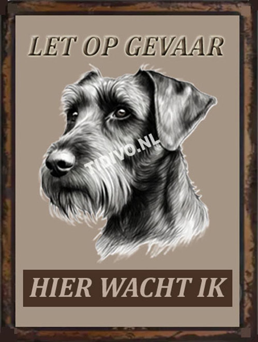Cesky Terrier 18