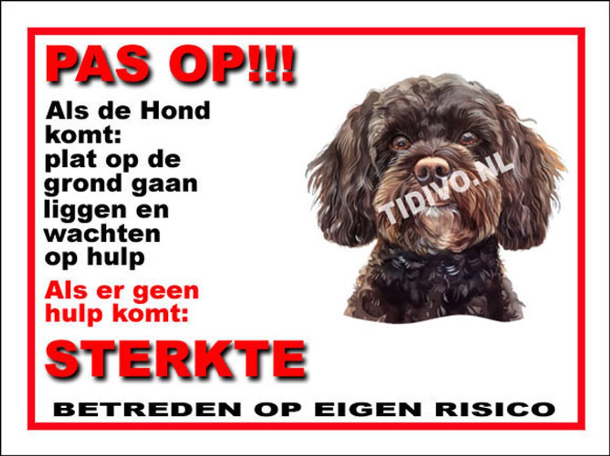 Cavapoo 12