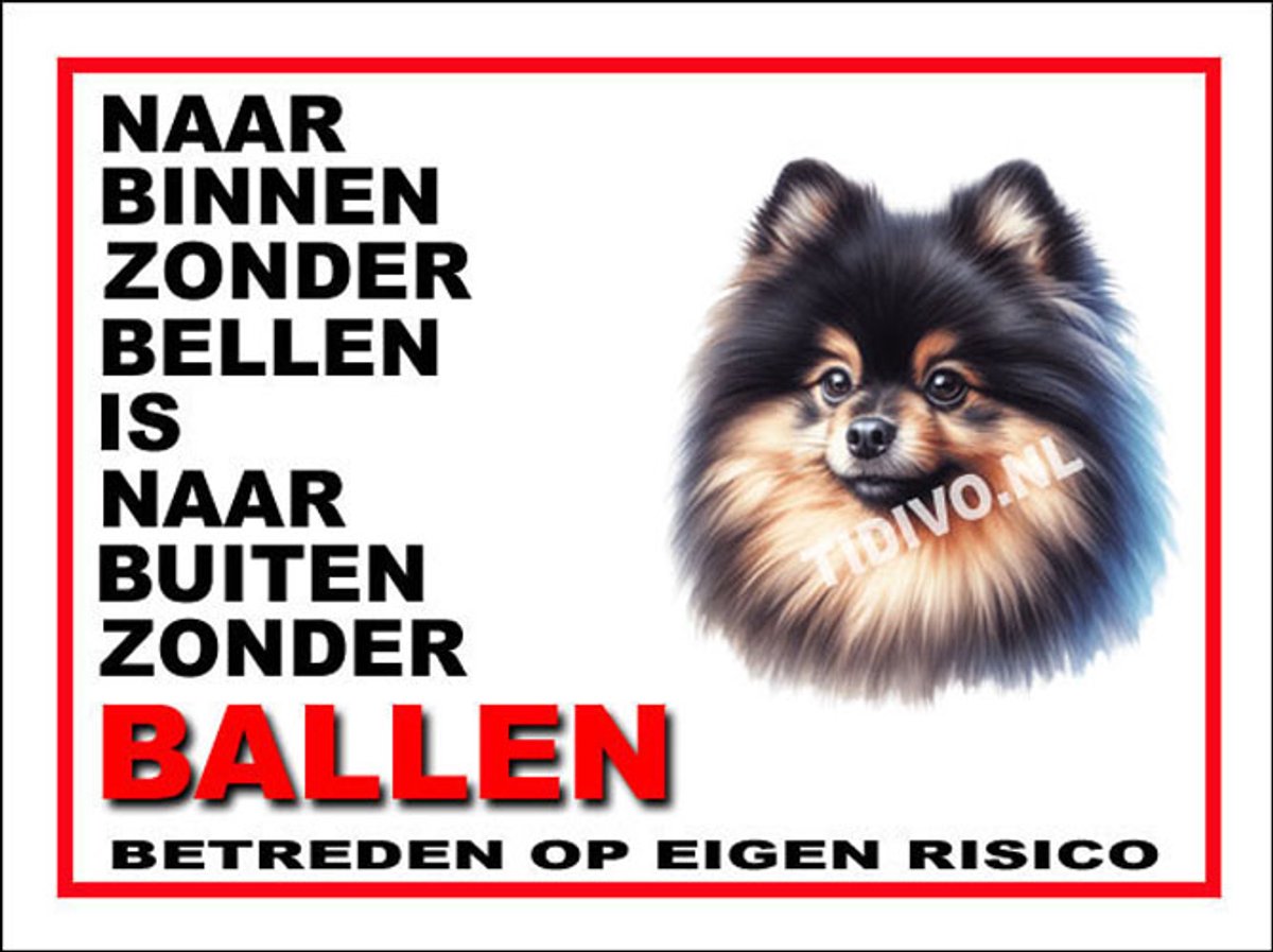 Dwergkeeshond 11
