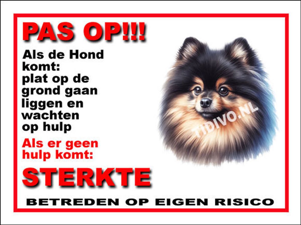 Dwergkeeshond 12