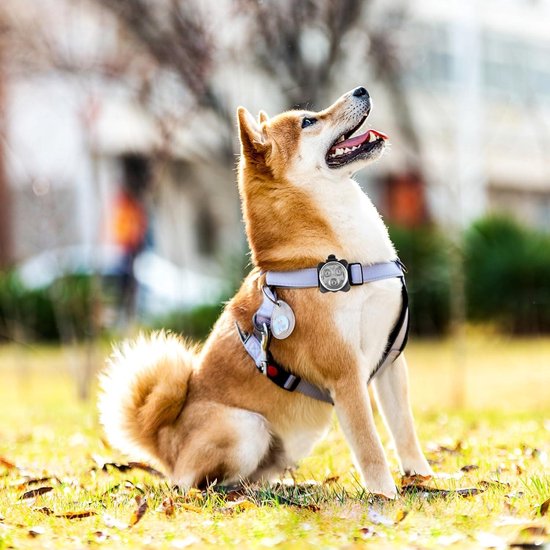 AHJ Hondenlamp, oplaadbaar, 2 stuks, USB-veiligheidslamp met knipperlicht voor honden en katten, kinderlijk eenvoudig aan schooltas, harnas of jogger in het donker te bevestigen (roze-blauw