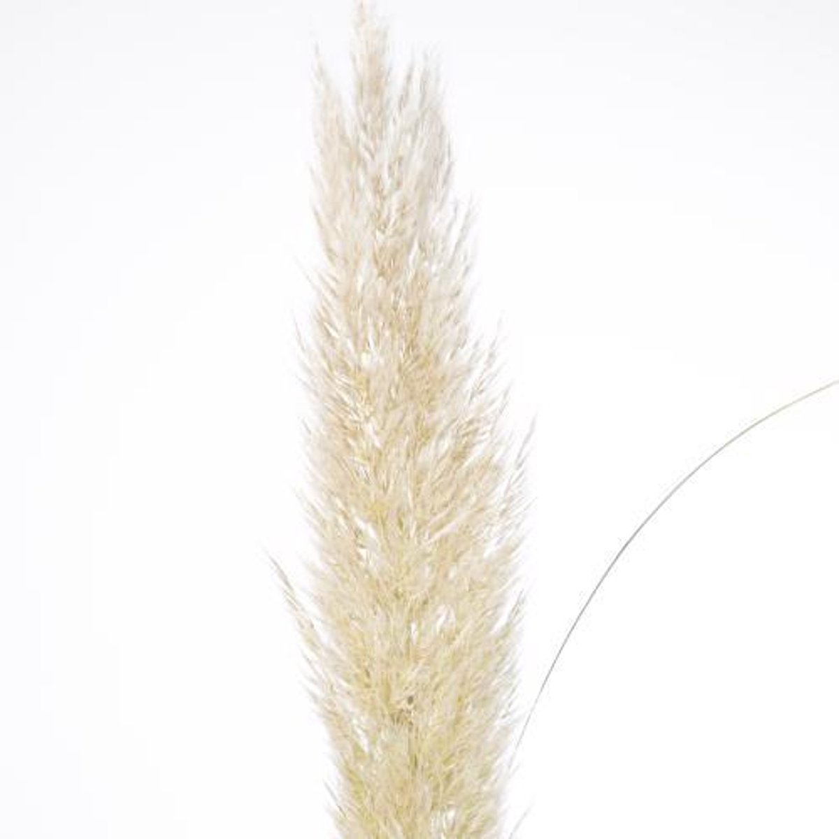 25x Gs cortaderia evita 80cm