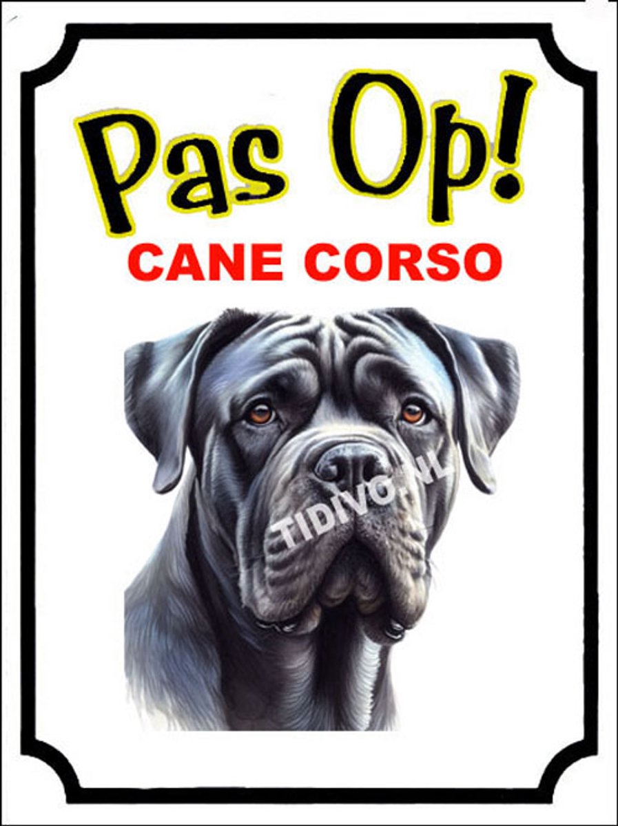 Cane Corso 16