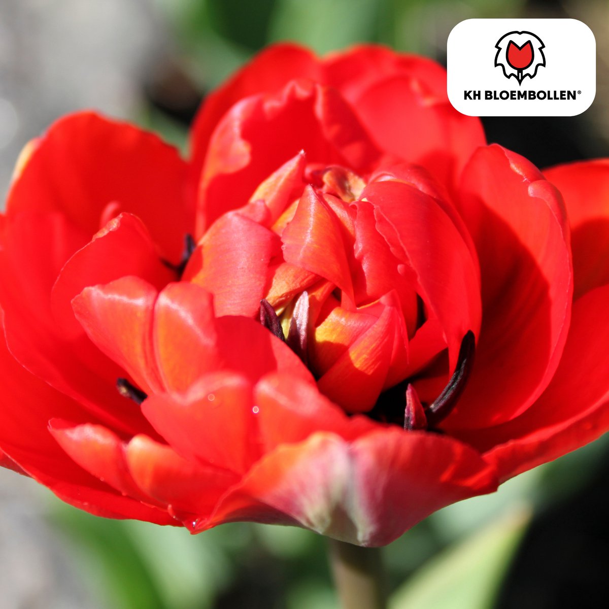 Tuinplantenshop.com | Tulpenbollen 'Bombastic Red' | 20 Stuks | Rode Pioentulp - Ø5cm - 30-50cm hoog - Bloembol - Tuinplant