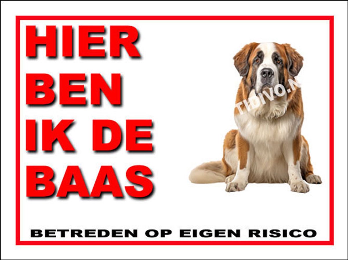 Sint Bernard 2