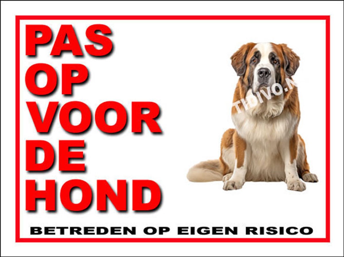 Sint Bernard 13