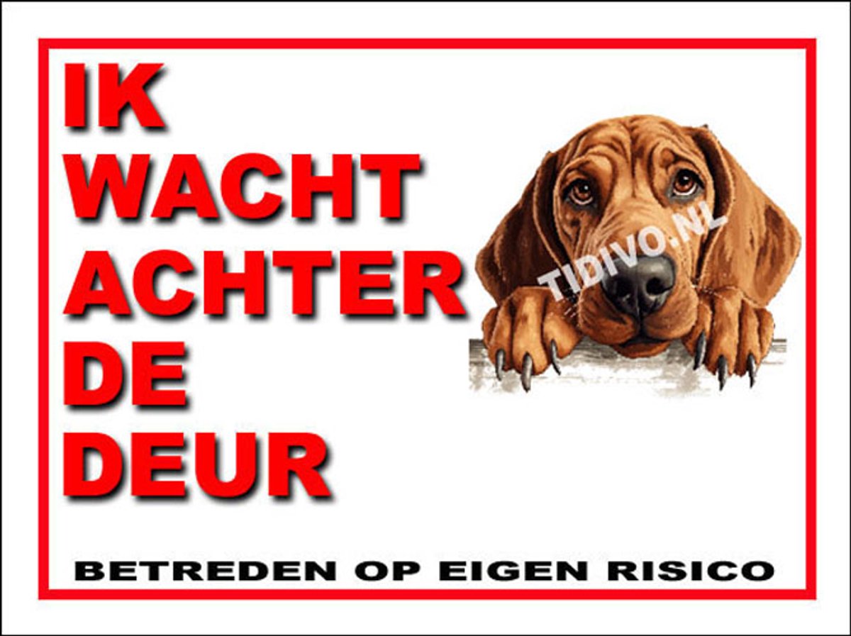 Redbone Coonhound 10