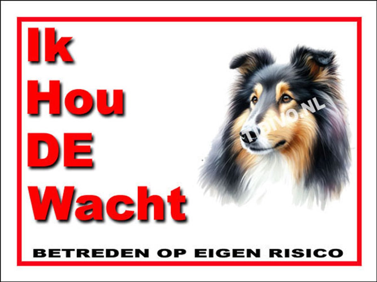 Schotse Collie 7