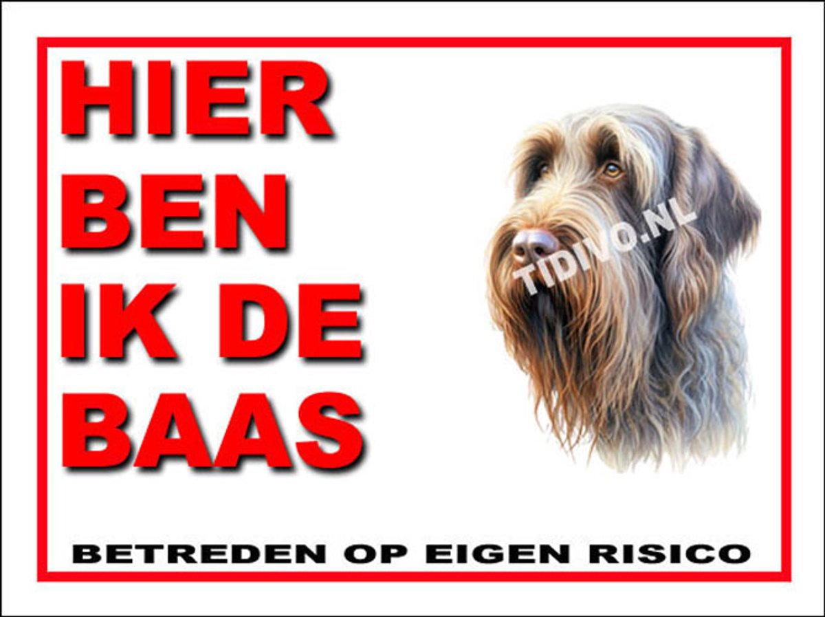 Spinone Italiano 2