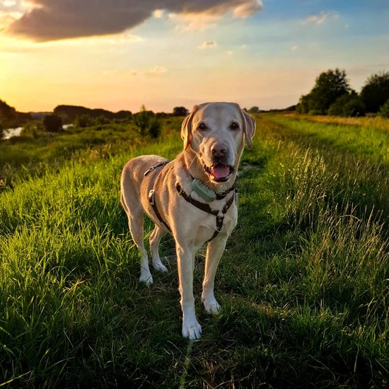 Lichtgele labrador met bruine Y-tuig en GPS-tracker op een groen veld.