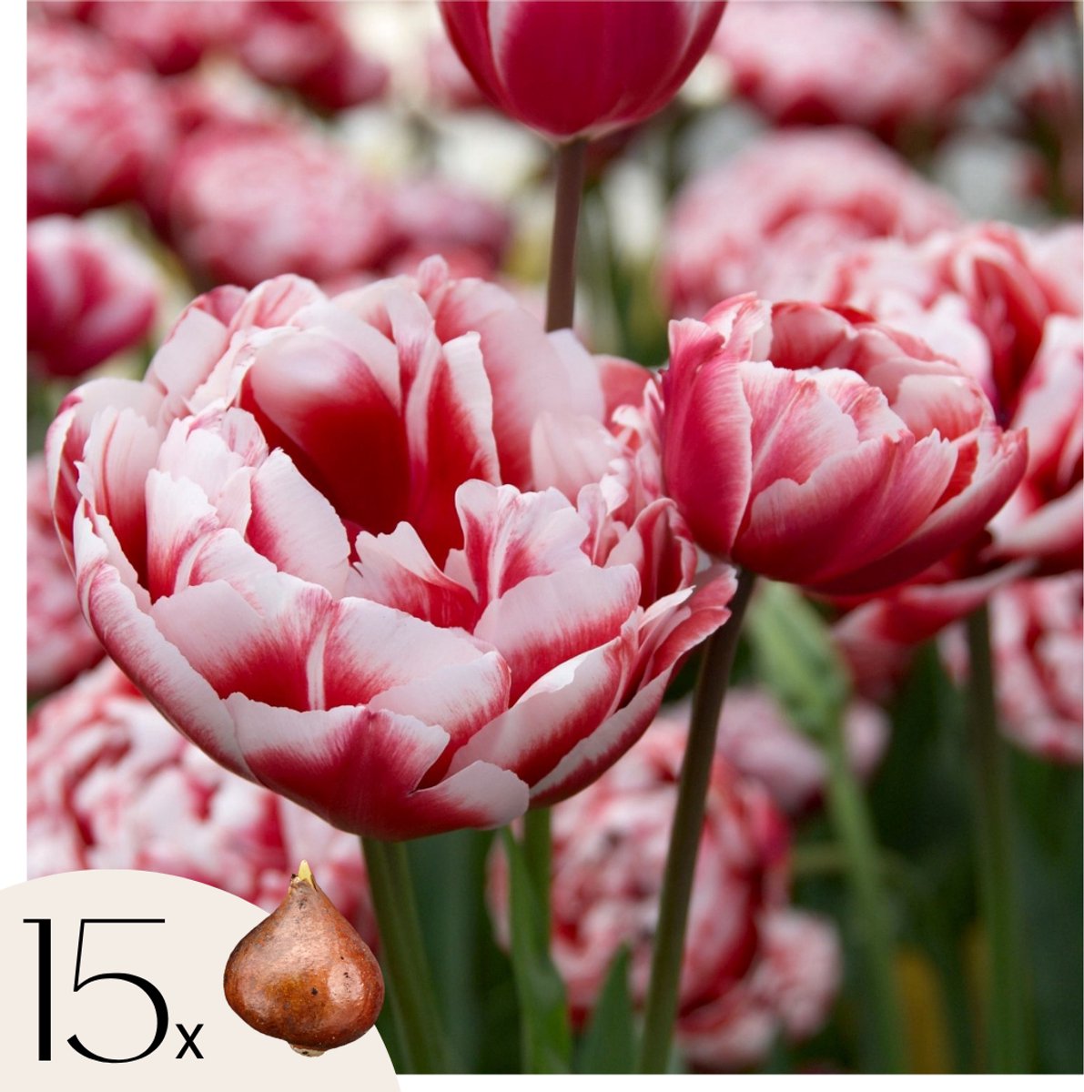 Plant in a Box - Tulpenbollen - Set van 15 - Tulipa 'Drumline' - Bloembollen - Roze
