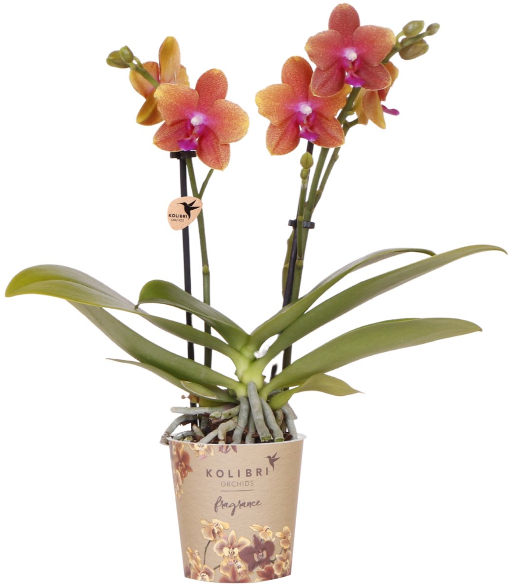 Kolibri Orchids | oranje geurende Phalaenopsis orchidee - Fragrance - potmaat Ø9cm | bloeiende kamerplant - vers van de kweker
