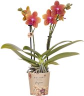 Kolibri Orchids | oranje geurende Phalaenopsis orchidee - Fragrance - potmaat Ø9cm | bloeiende kamerplant - vers van de kweker
