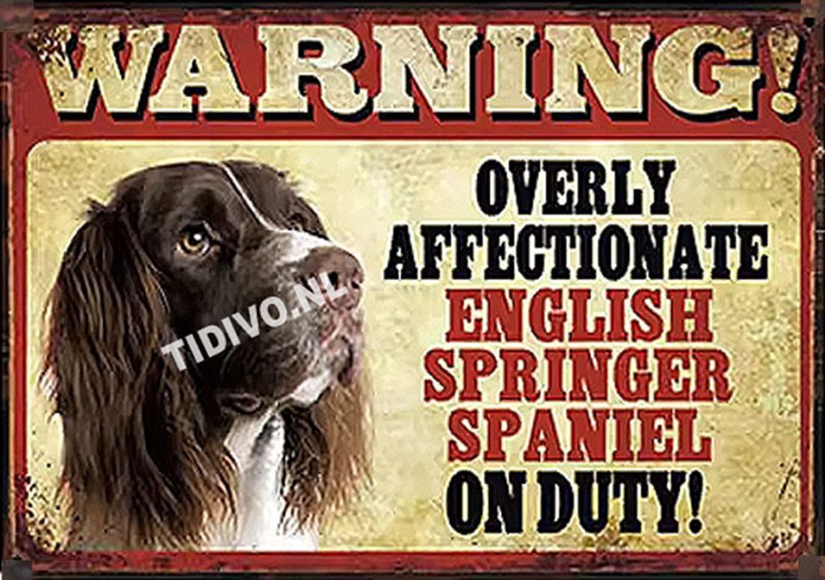 Engelse Springer Spaniel 21