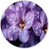 Paarse bloemen met dauwdruppels - Bloemen muurdecoratie rond - Wandbord bloem - Hyperrealisme - Forex design muurcirkel - Rustieke muurdecoratie - Muurcirkel forex 100x100 cm
