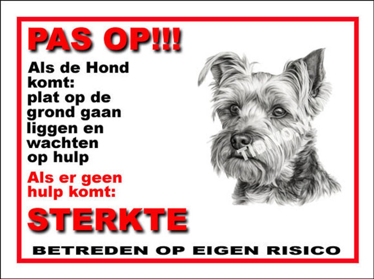 Biewer Terrier 12
