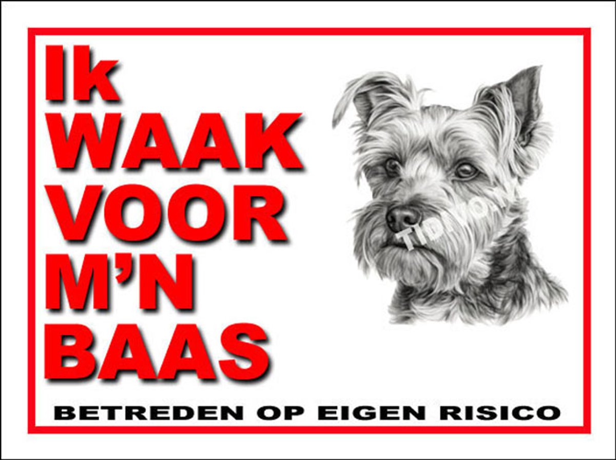 Biewer Terrier 9