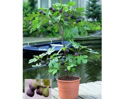 Vijgenboom (Ficus carica) - Vijgen boompje - Vaste planten - Moestuin - (Ook)-Voor in huis - bloeit in Mei / Juni