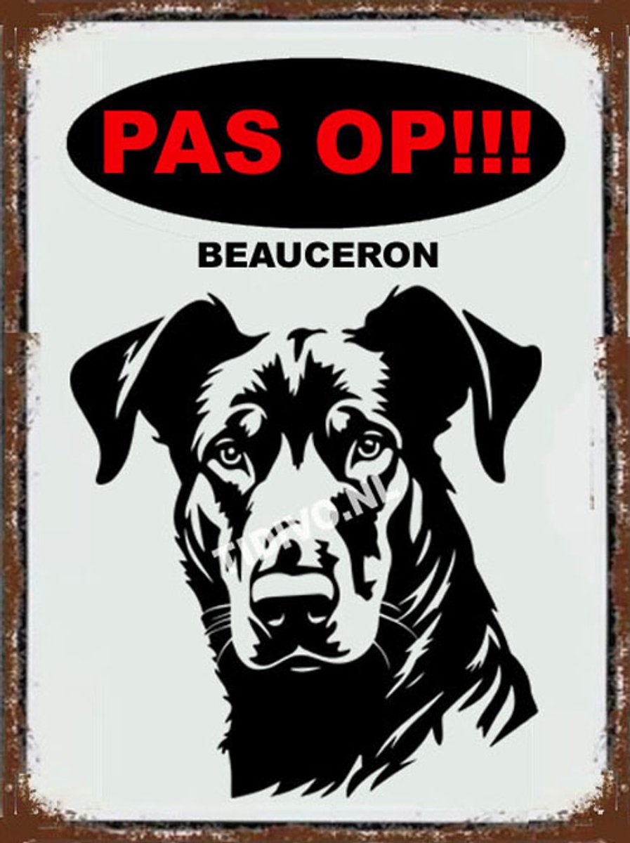 Beauceron 17