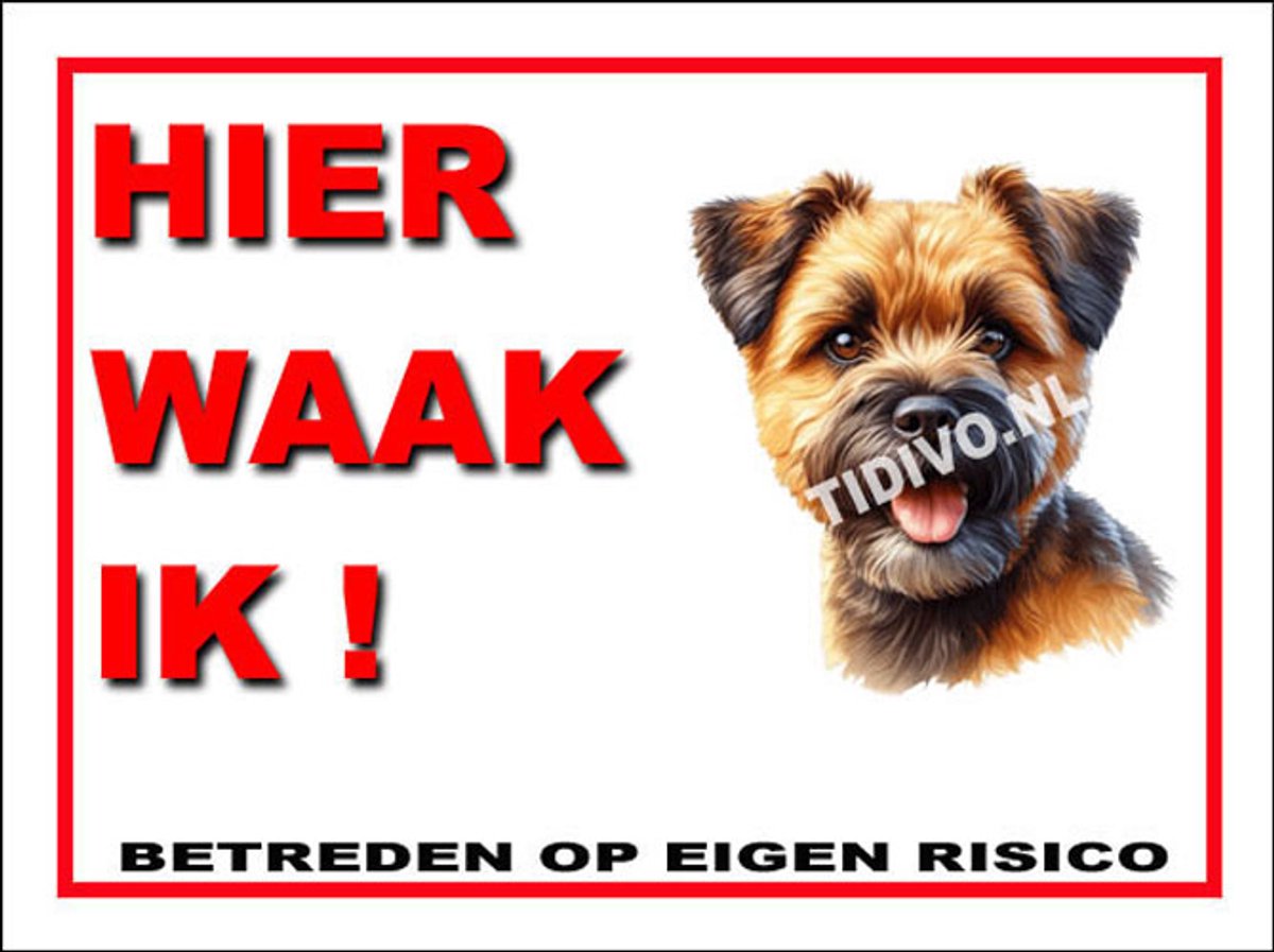 Border Terrier 3