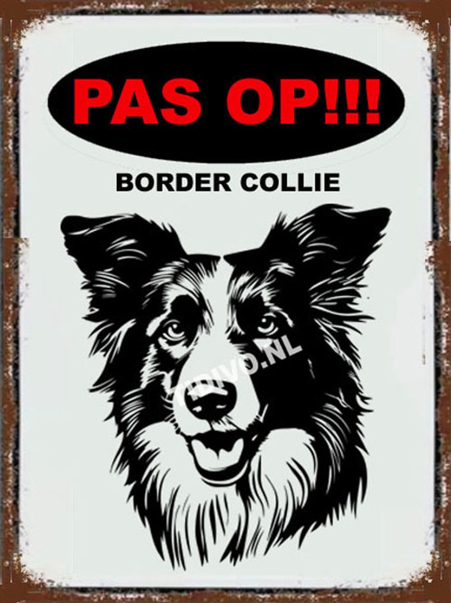 Border Collie 17
