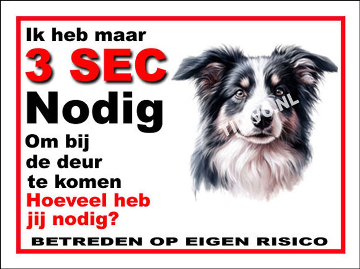 Border Collie 6
