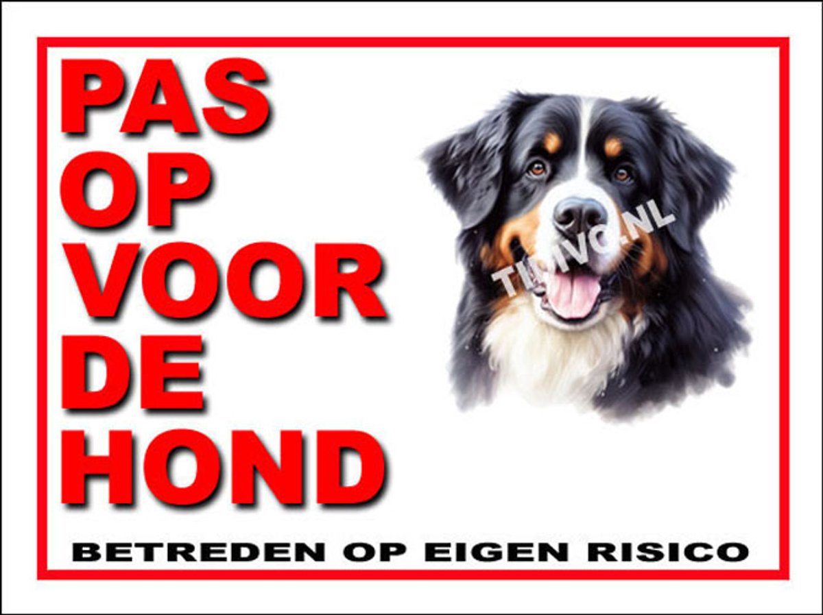 Berner Sennenhond 13