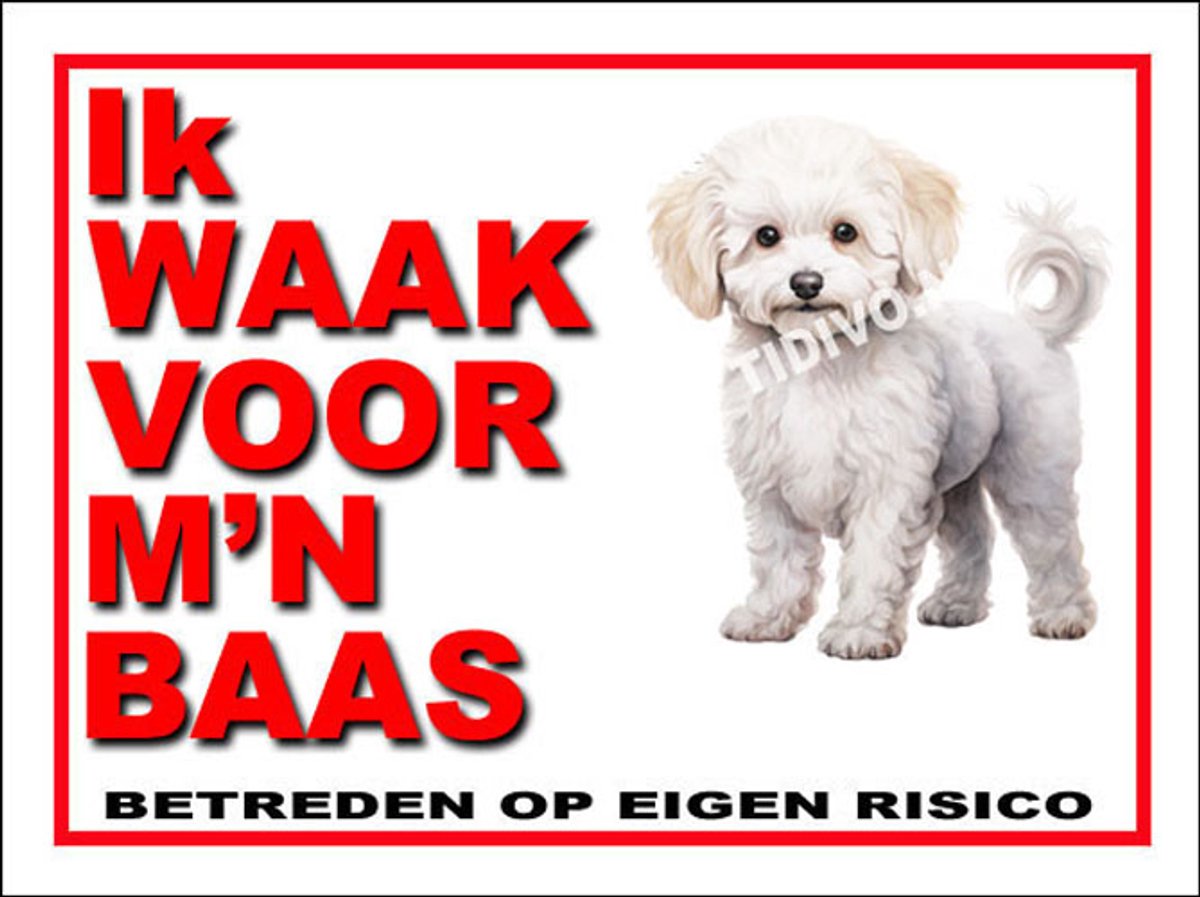 Bichon frisé 9