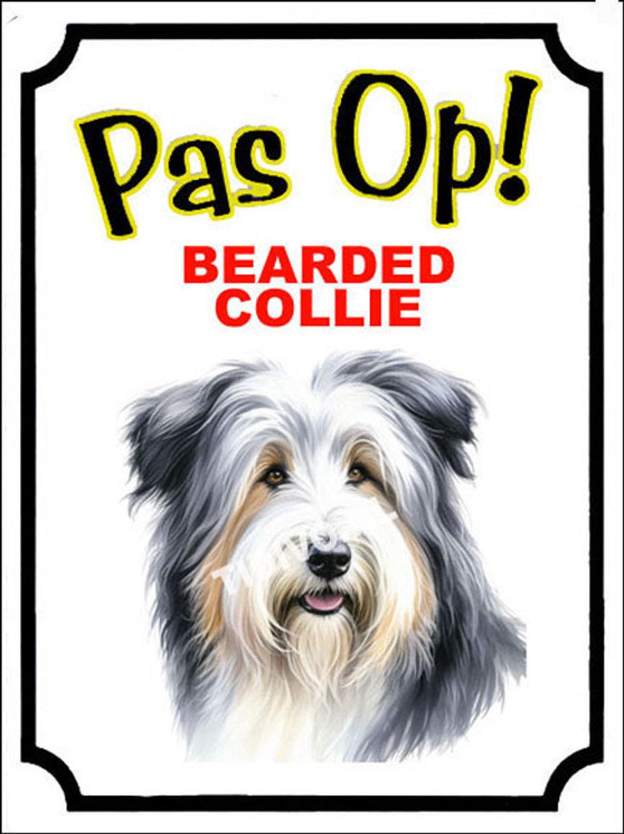 Bearded Collie 16