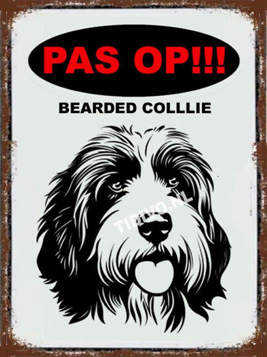 Bearded Collie 17