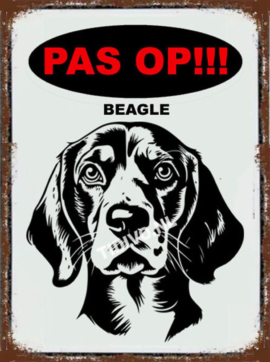 Beagle 17