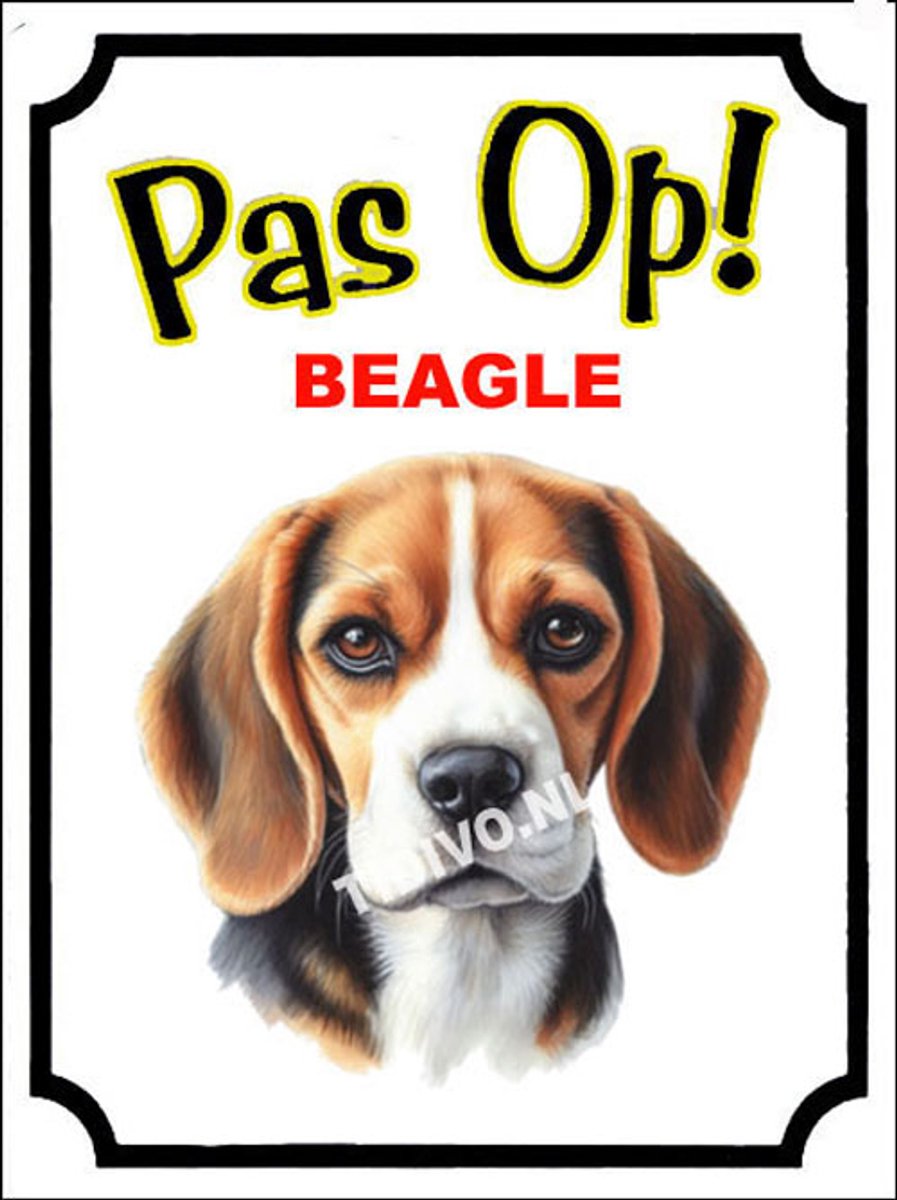 Beagle 16